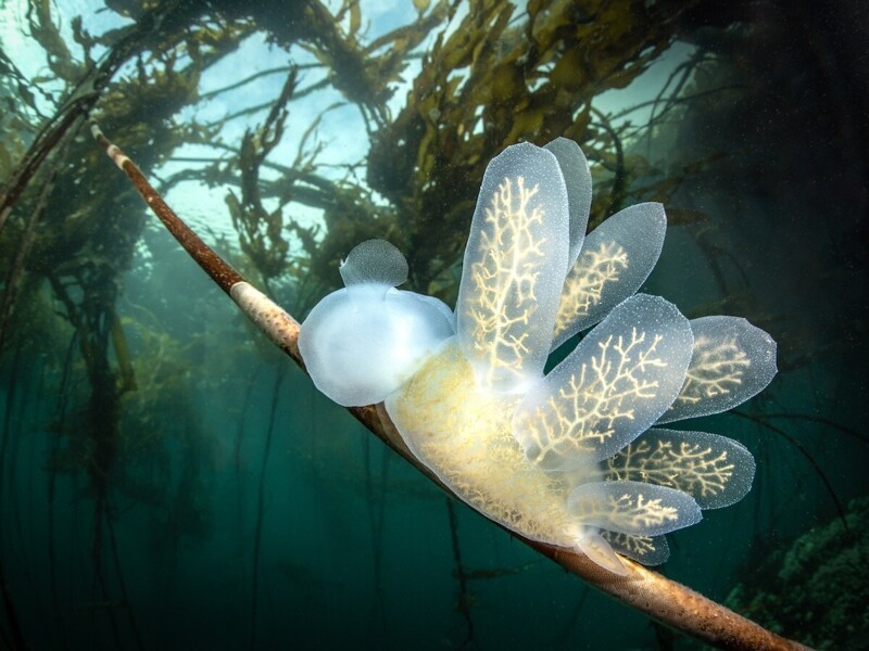 Необычный моллюск Melibe leonina на водоросли. Фотограф Veronika Nagy