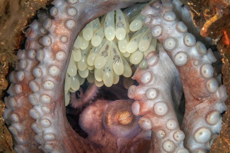 Мама-осьминог и её будущие малыши в икринках. Фотограф Kat Zhou