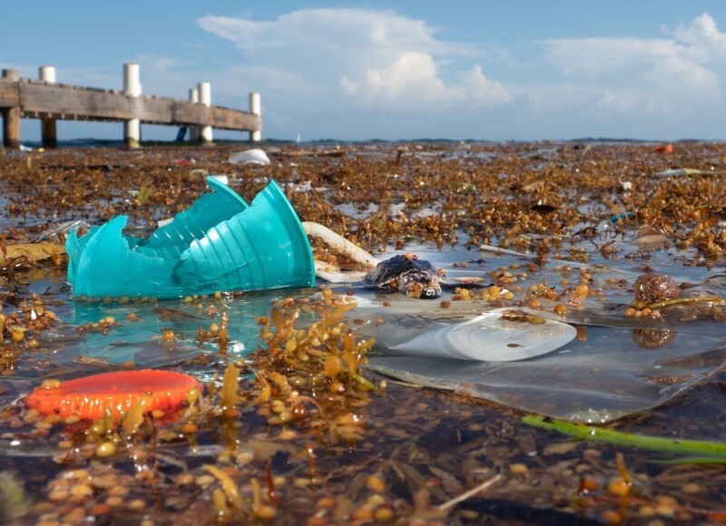 "Утонувший в пластике". Фото сделано на острове Роатан в Гондурасе. Фотограф Caroline Power