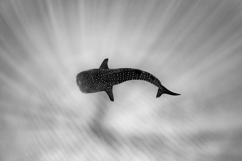 Китовая акула притаилась на дне. Фотограф Brooke Pyke