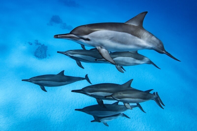 Любопытная группа дельфинов подплыла к дайверам. Фотограф Felix Beck