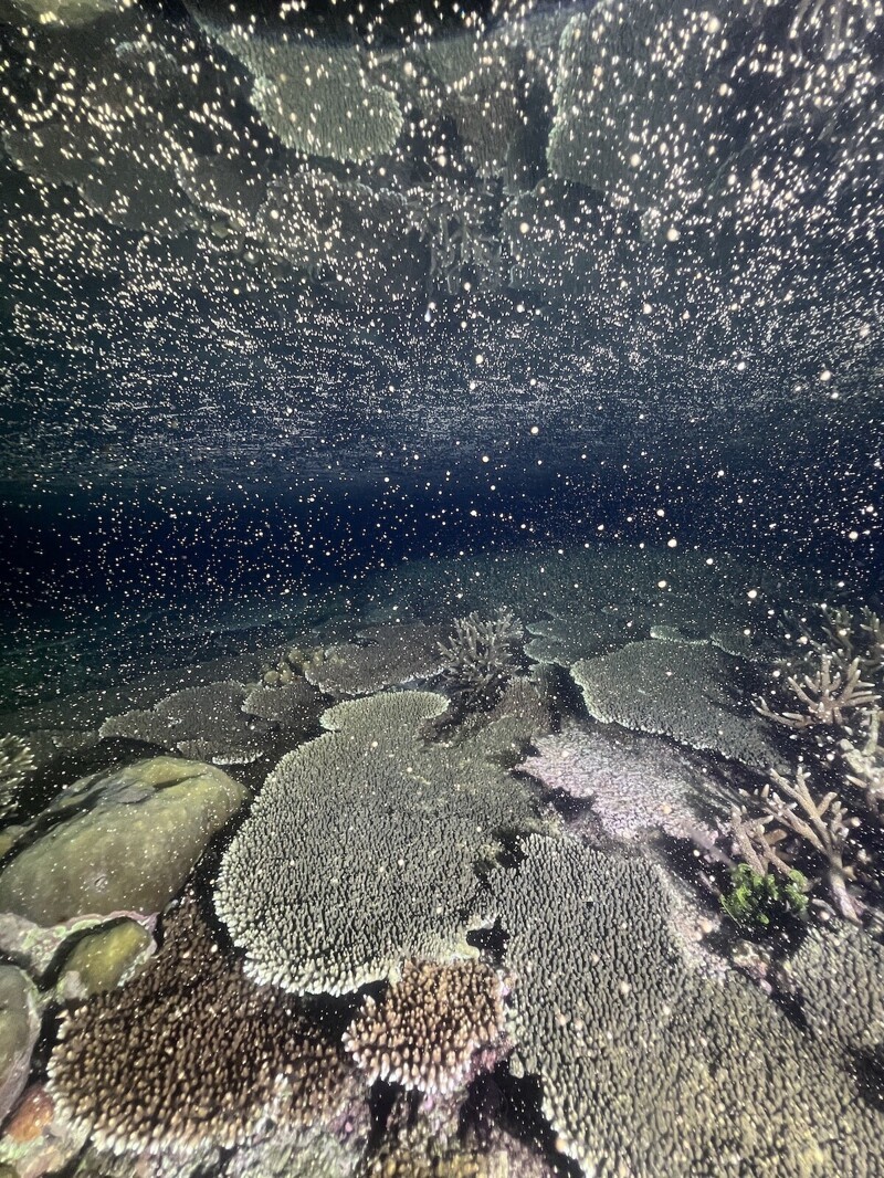 Коралловая "икра". Фотограф Chris Gug