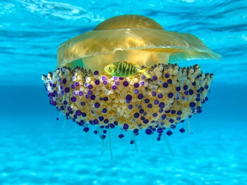 Медуза-кассиопея, фотограф Alessandro Buzzichelli