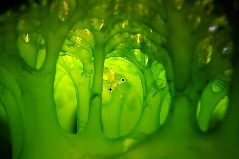 Креветка выглядывает из асцидии. Фотограф Eunhee Cho