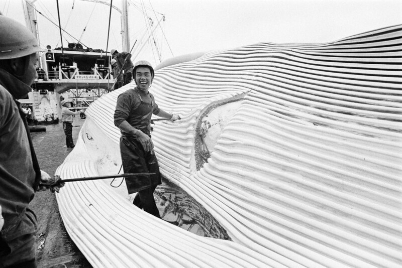 28 января 1973 года. Разделка туши финвала на палубе японского китобойного судна «Дайни Тонанмару».