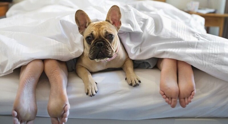 Можно ли спать рядом с собакой или кошкой? Ученые дали исчерпывающий ответ