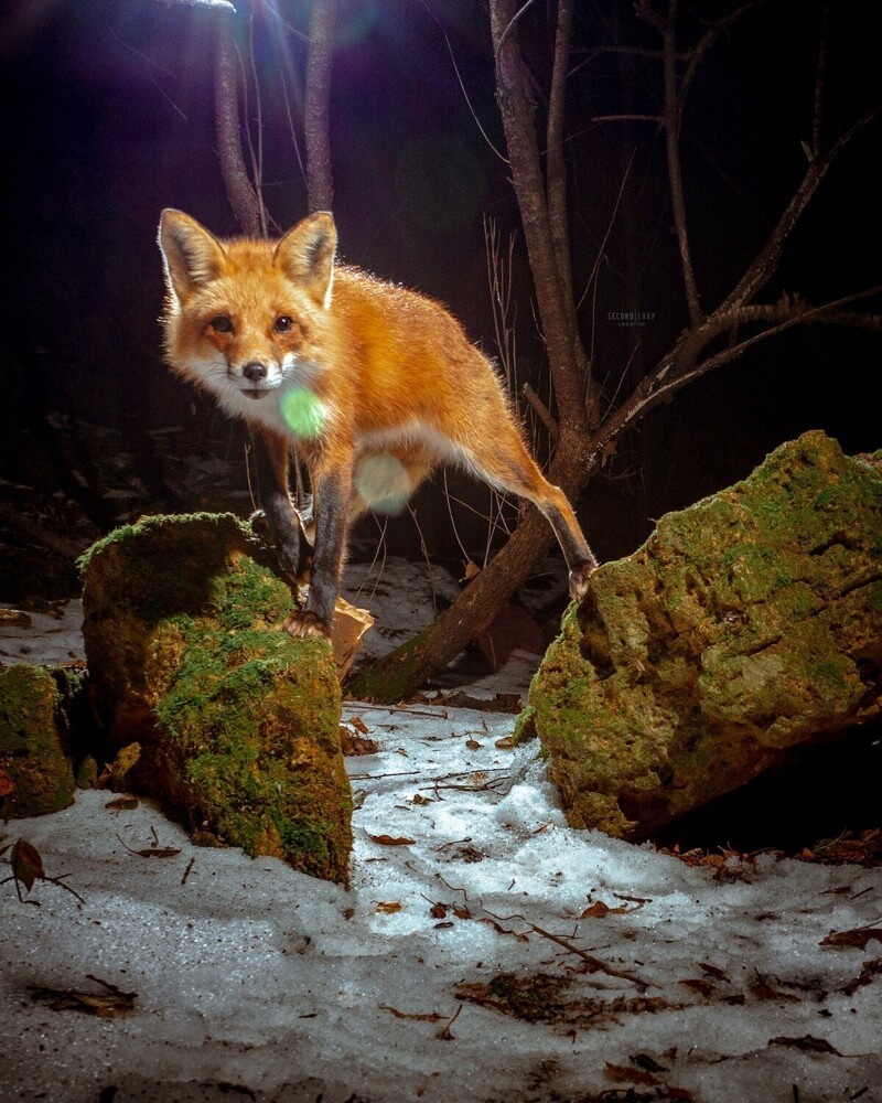 Фотоловушка в лесу засняла любопытную лисицу