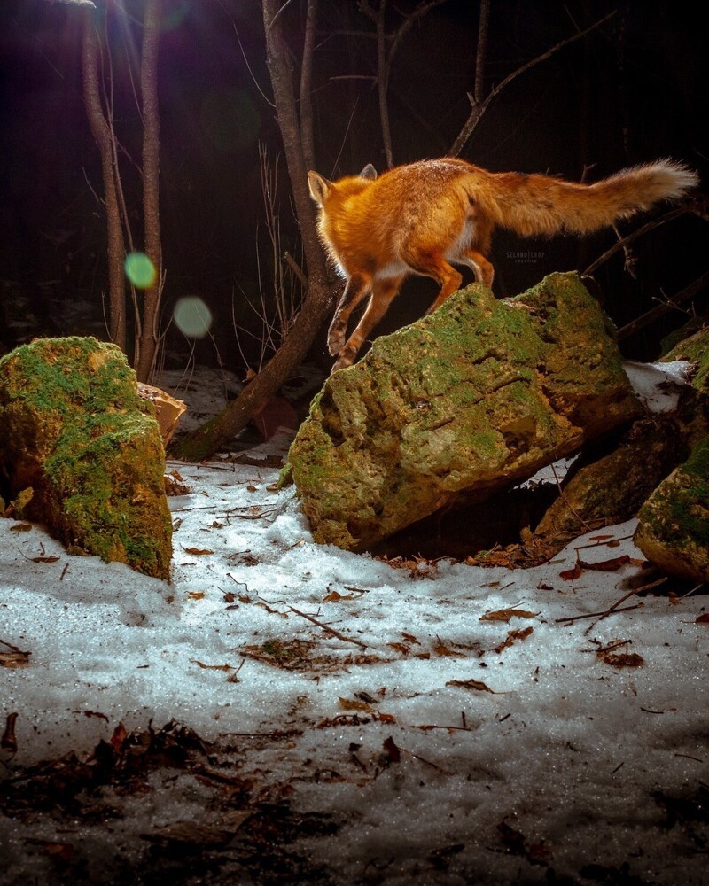 Фотоловушка в лесу засняла любопытную лисицу