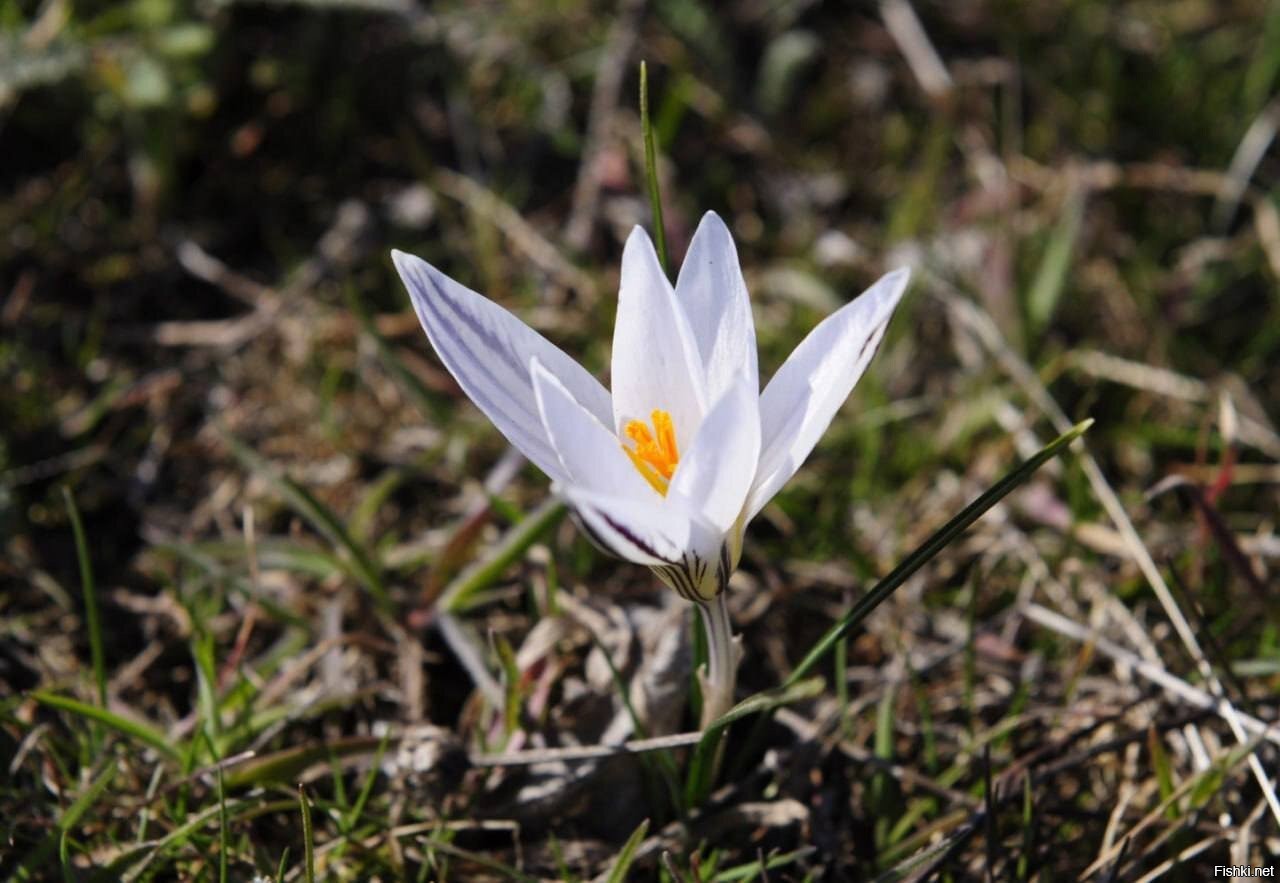 Colchicum woronowii