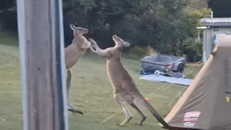 Самцы кенгуру в драке разрушили палатку с туристами