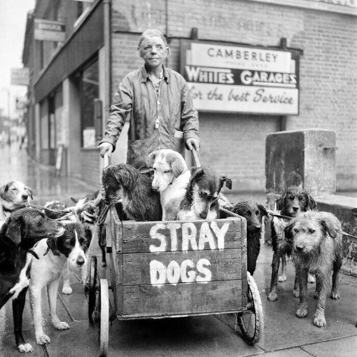 Британка Кэмберли Кейт с бездомными собаками, 1962 год. Она посвятила всю жизнь заботе о собаках - на её попечении было около 600 собак