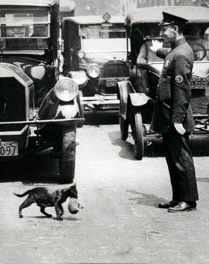 Офицер останавливает движение, чтобы пропустить мать-кошку с котёнком. 1925 год