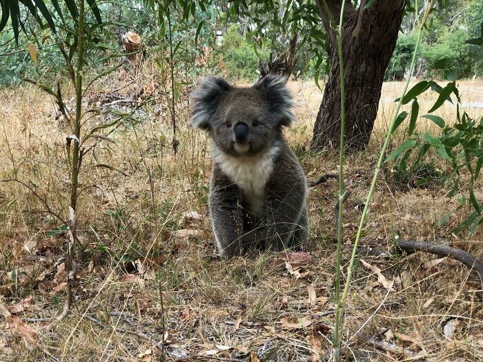 2. "Идеальная коала. Я никогда не уеду из страны, в которой можно запросто наткнуться на коалу, прогуливаясь по лесу в 10 минутах от города"