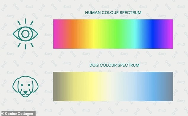 Цветовые спектры человека и собаки
