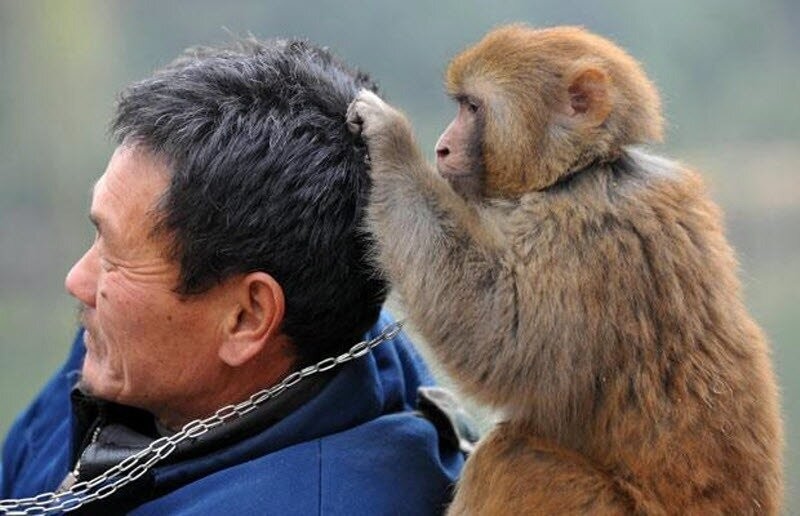 Количество волос на теле у человека и обезьяны совпадает