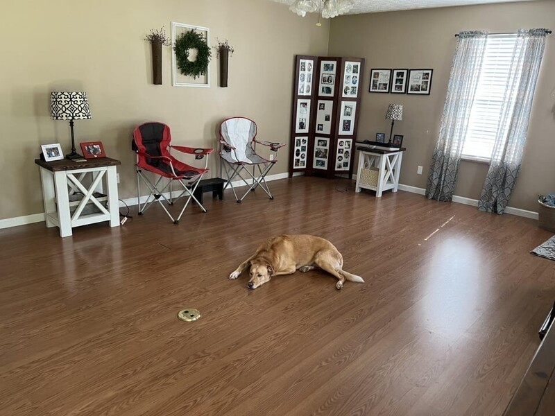 Наша собака пребывает в депрессии, так как думает. что нашу мебель украли