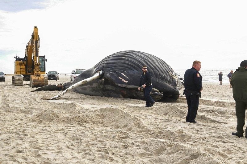 На берег пляжа в Лонг-Айленда выбросило тушу 10-метрового горбатого кита
