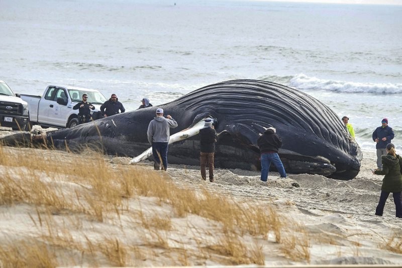 На берег пляжа в Лонг-Айленда выбросило тушу 10-метрового горбатого кита