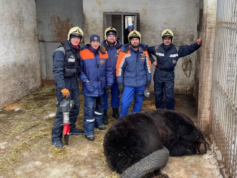 В конном парке Москвы спасли медведя, который по своей глупости застрял в покрышке