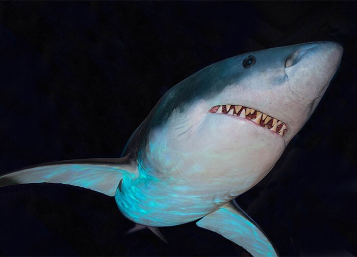 11. Большинство акул кусают людей только потому, что у них нет рук и им просто любопытно