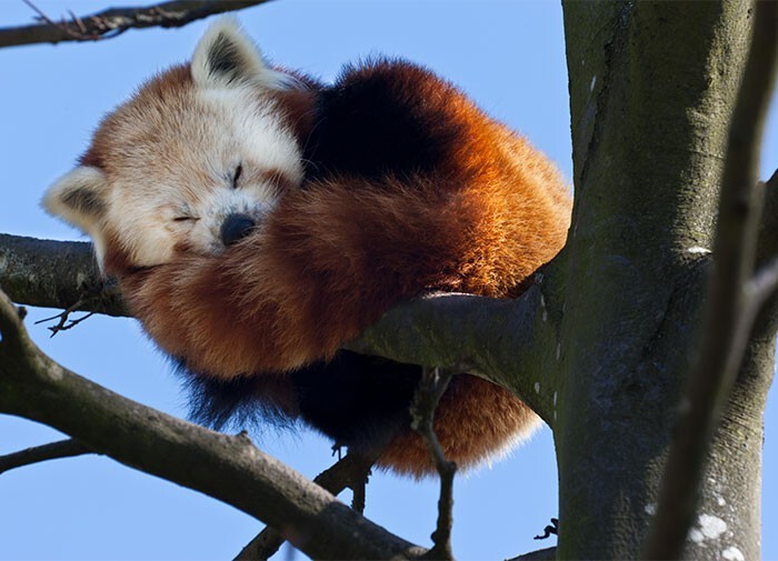 14. Красные панды пользуются своим пушистым хвостом как одеялом