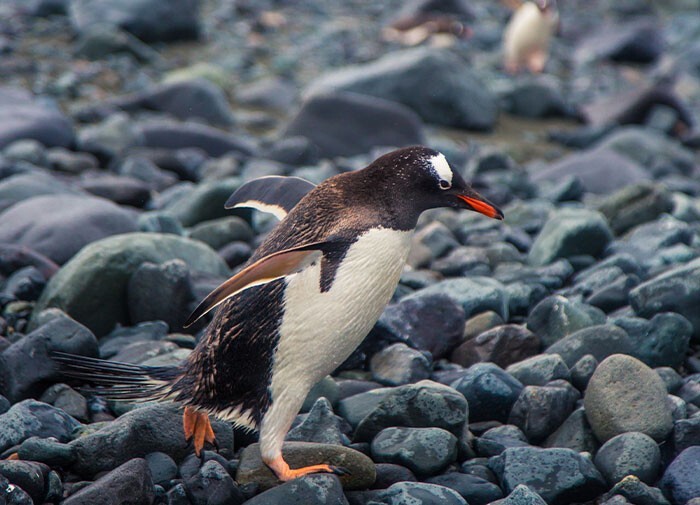 8. Пингвины проводят много времени в поисках подходящего камешка, с помощью которого они "делают предложение". Если самка принимает его, они образуют пару на всю жизнь