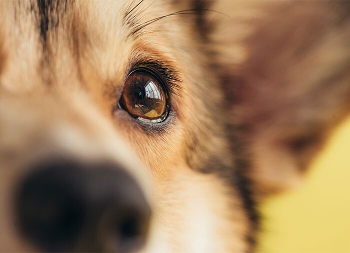 21. Когда вы смотрите в глаза вашей собаке, в вашем мозгу вырабатываются те же химические вещества, что и у матери, которая смотрит на своего ребёнка
