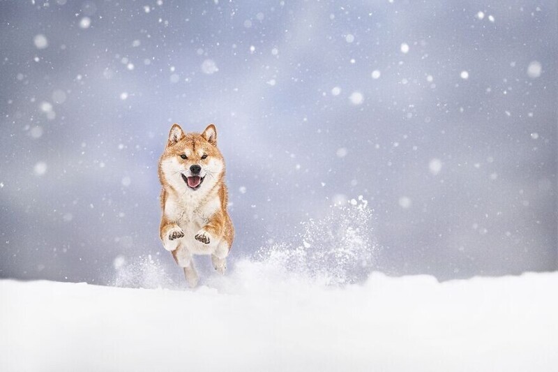 "Игра в снегу", фотограф Merlin Viir
