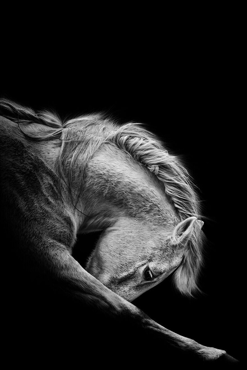 "Красота лошадей", фотограф - Nina Spiekermann