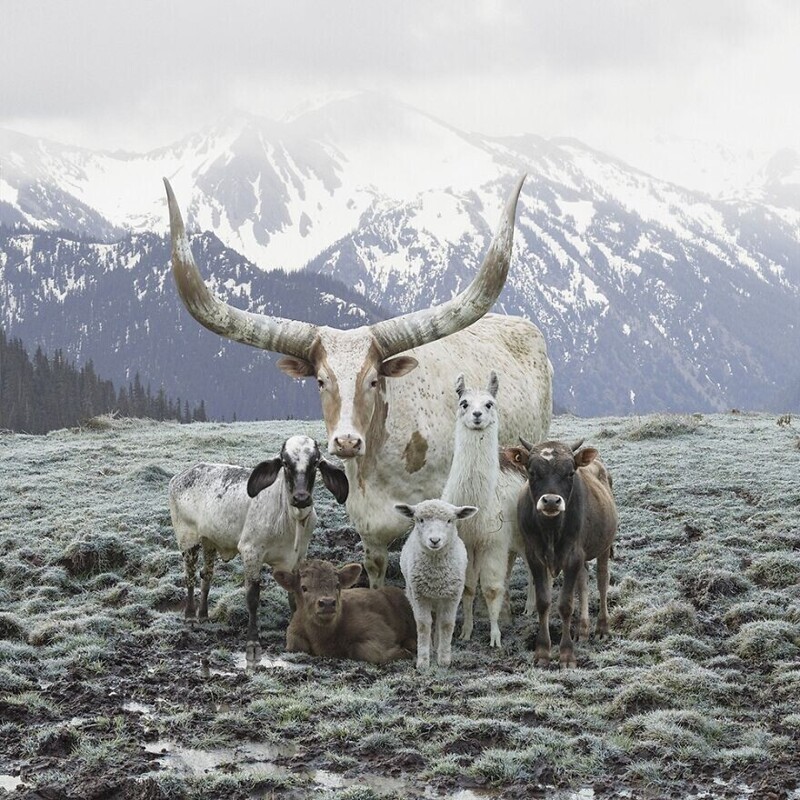 "Обитатели горы Тидниш в Канаде", фотограф Rob Macinnis
