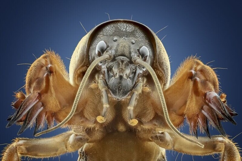 "Красота насекомых", фотограф - Marco Jongsma