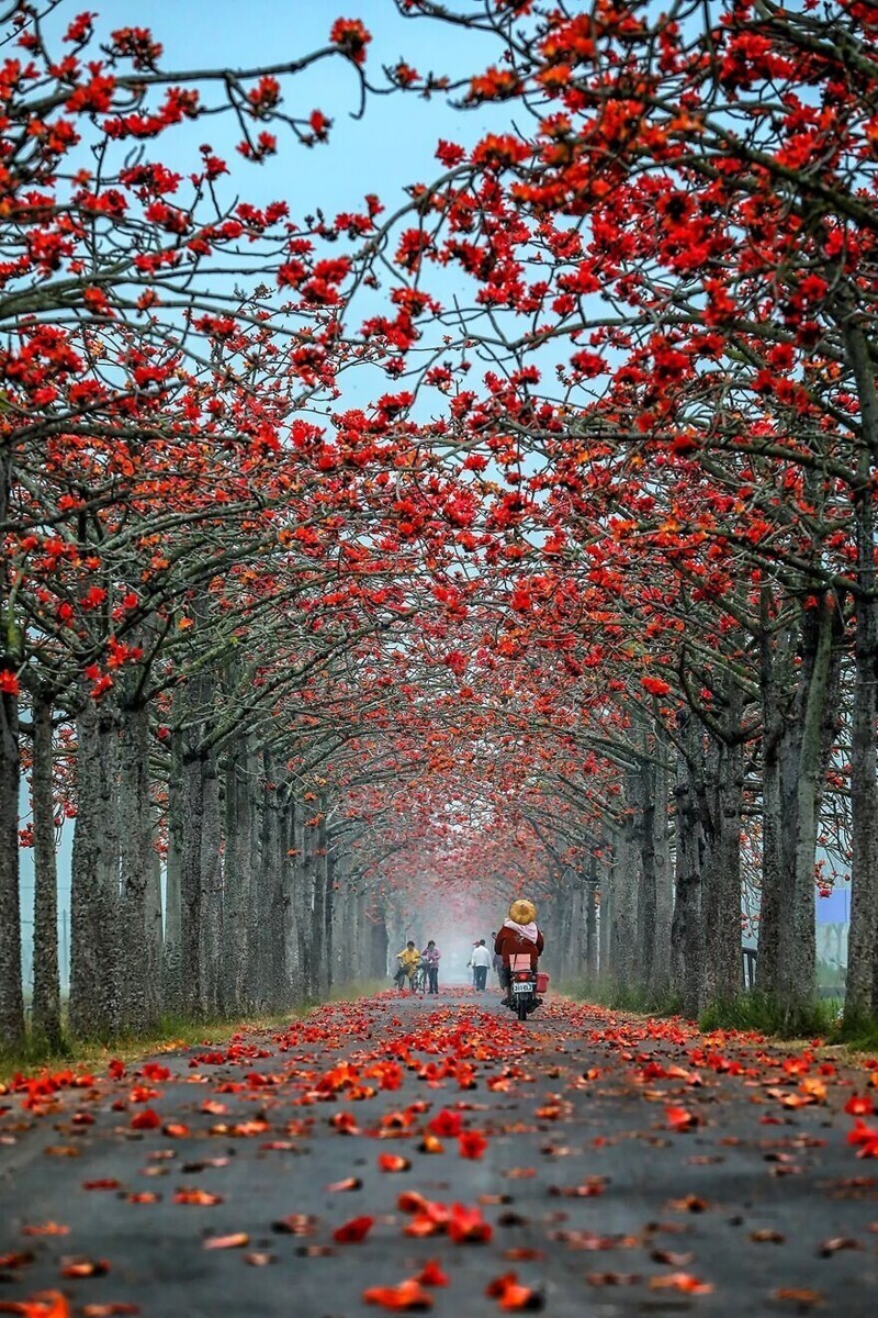 Дорога красных цветов на Тайване, фотограф - Meichen Chang