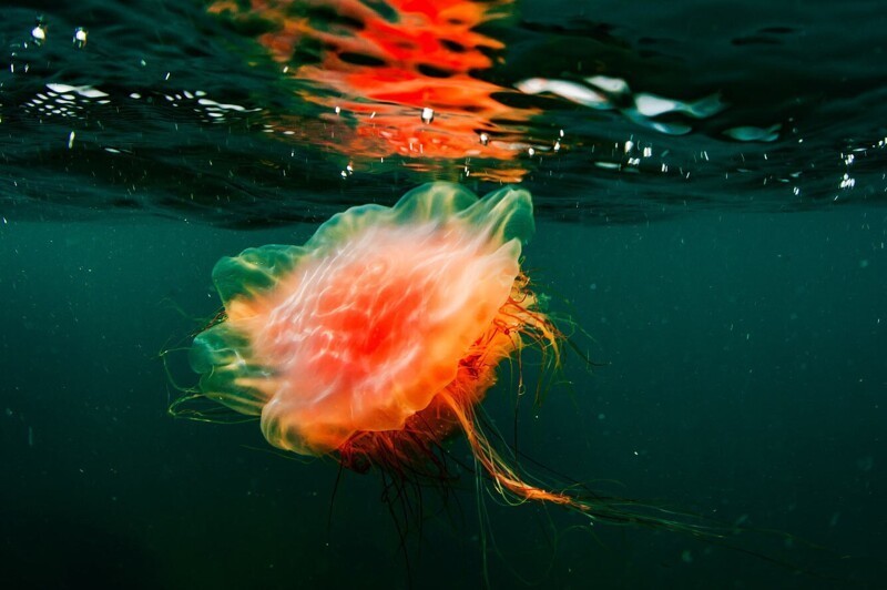 Гигантская медуза в заливе Петра Великого Японского моря, Приморский край. (Фото Yuri Smityuk):