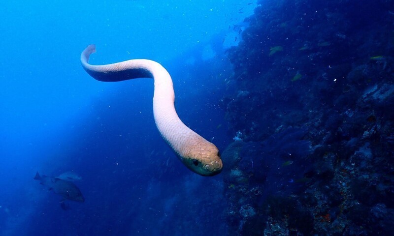 Оливковая морская змея у побережья Великобритании. (Фото Jack Breedon):
