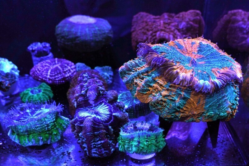 Разнообразие флуоресцентных кораллов. (Фото Lynne Sladky):