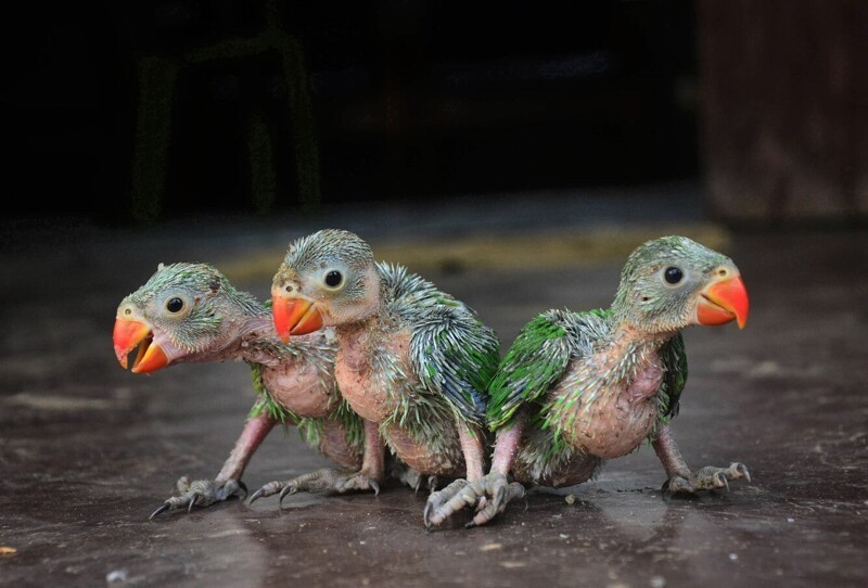Маленькие попугайчики в Димапуре, Индия. (Фото Caisii Mao):