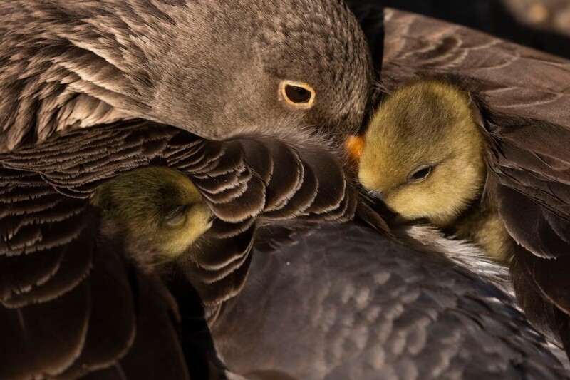 Гусята отдыхают под крыльями родителей в парке Сент-Джеймс в Лондоне, Англия. (Фото Dan Kitwood):