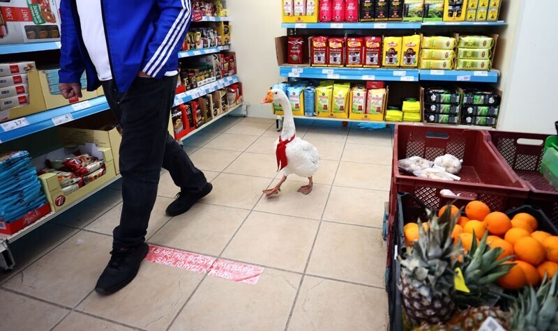 Гусь с хозяином пришли за продуктами в супермаркет в Анкаре, Турция. (Фото Evrim Aydin):