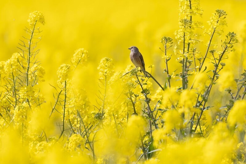 Коноплянка — вид певчих воробьиных птиц. (Фото Dan Kitwood):