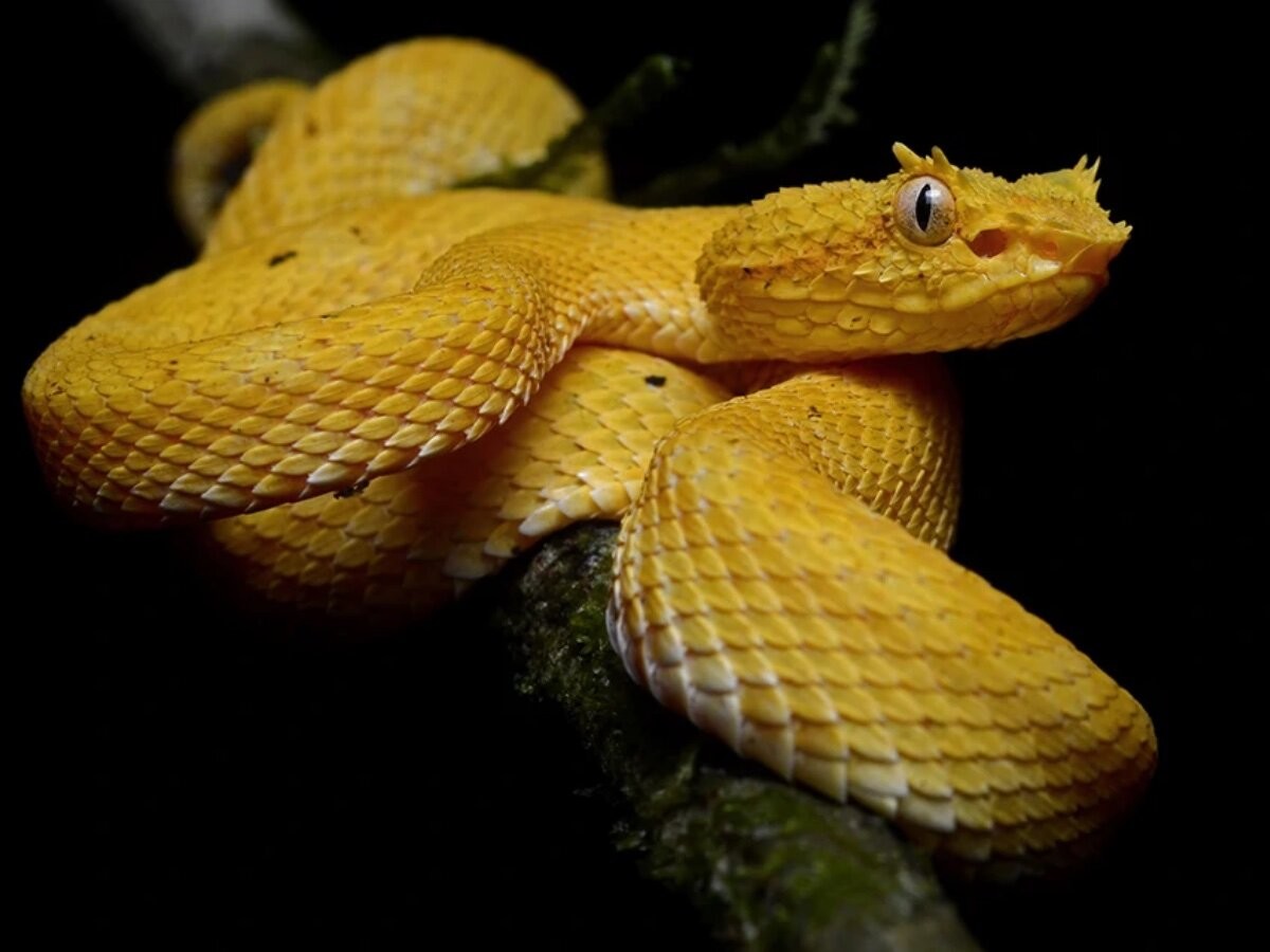 Необитаемый и смертельно опасный: почему никого не пускают на маленький бразильский остров