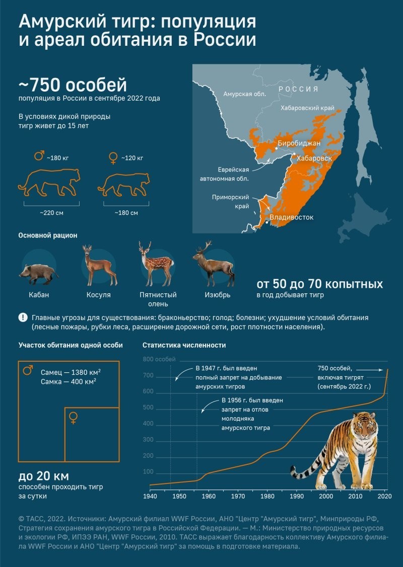 В России численность амурских тигров выросла за последние годы на 150 рыжих мордочек