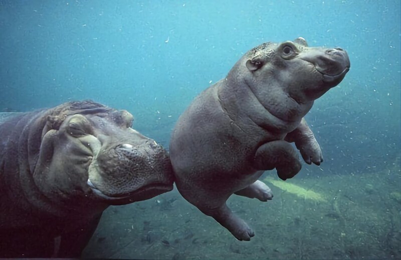 Мама бегемотиха учит плавать своего малыша