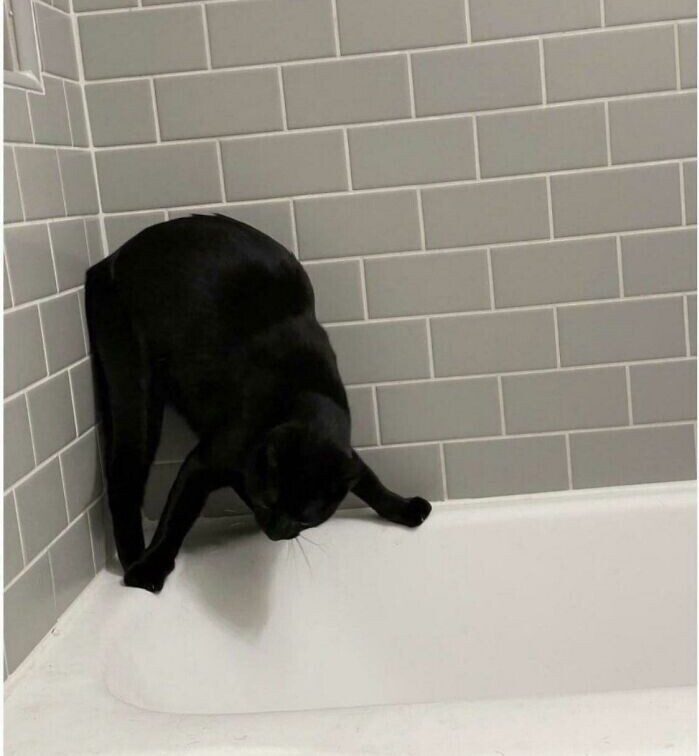 Кот пытается понять, есть ли в ванной вода
