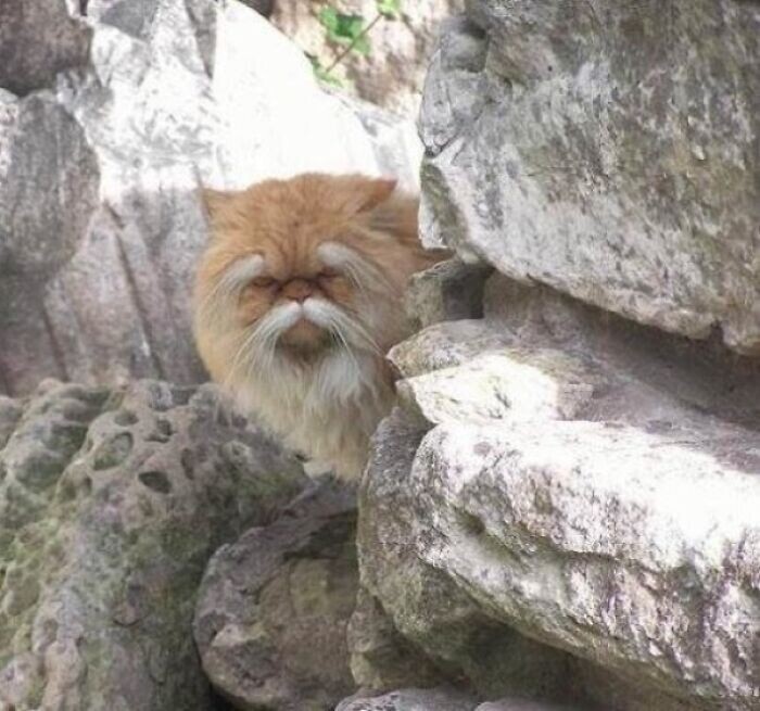 Кот, который выглядит как мудрый старец