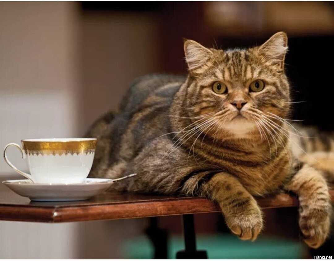 Кошки во время еды. Кошка на столе. Кошка сидит на столе. Кот на кухонном столе. Кошка и чай.