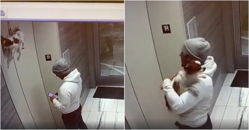 Мужчина спас собаку, поводок которой оказался зажат в дверях лифта