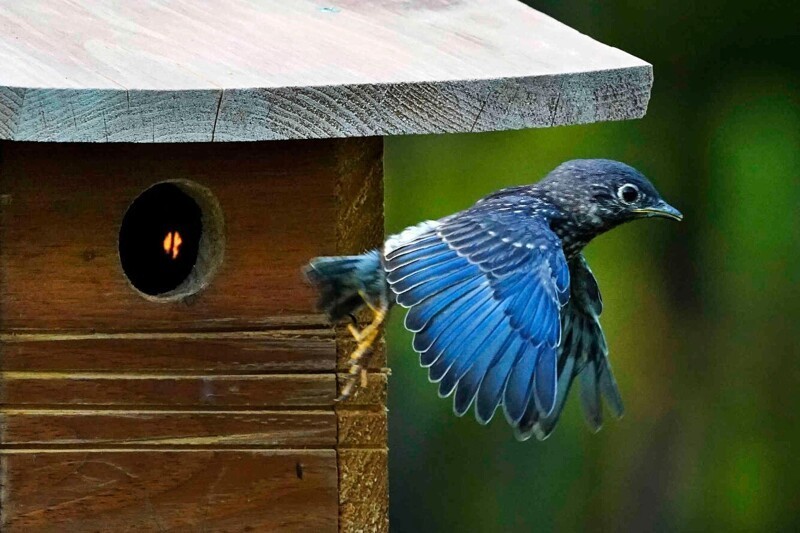 Птенец восточной синей птицы совершает свой первый полет, покидая скворечник. (Фото Robert F. Bukaty):