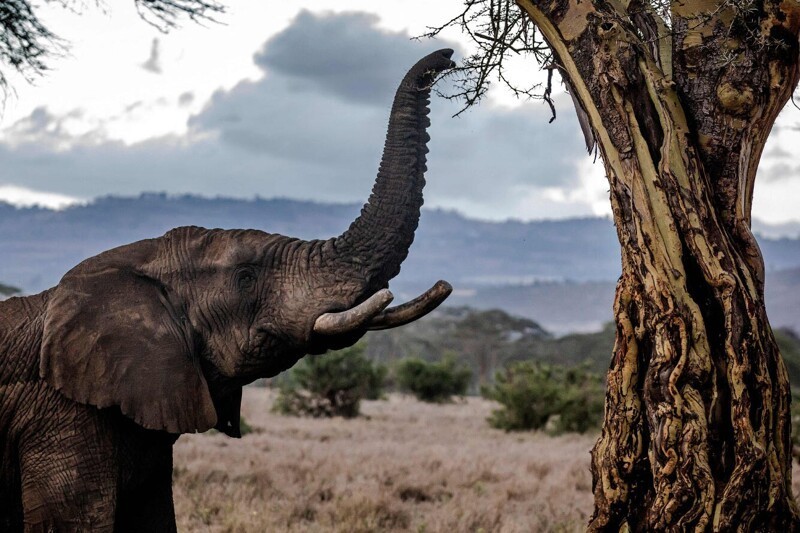 Слон в заповеднике Лева, Кения. (Фото Luis Tato):