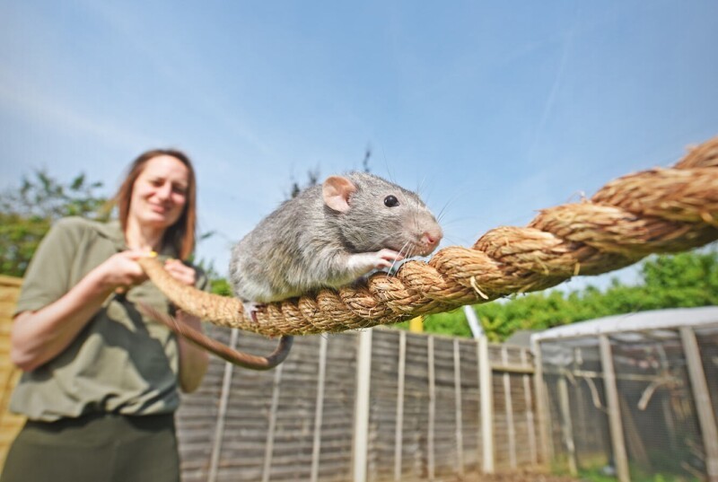 Грейс Дикинсон в своем саду в Эссексе тренирует крыс, которые появляются в эпизодах в кино. (Фото William Lailey):
