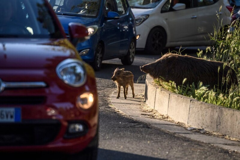 Дикие кабаны и их поросята переходят улицу в Риме, Италия. (Фото Antonio Masiello):